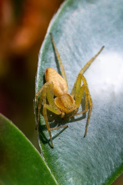 Yengeç Örümcek Cinsi Philodromus — Stok fotoğraf