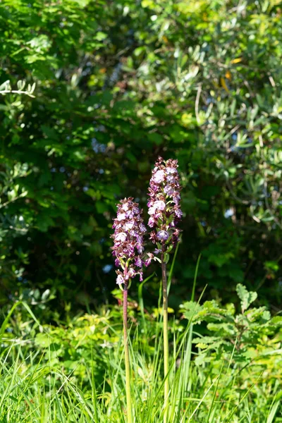 Lady Orchidej Orchidej Purpurea — Stock fotografie