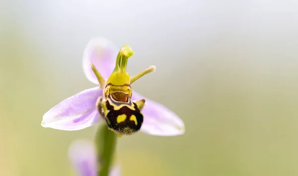 Orquídea Abeja Ophrys Apifera —  Fotos de Stock