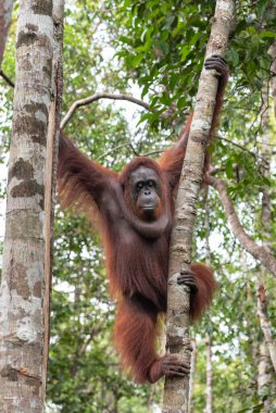 Dişi Borneo Orangutan Pongo pigmaeus 
