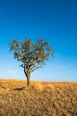 Yalnız Ağaç Tarım Arazisi Toskana Yazı