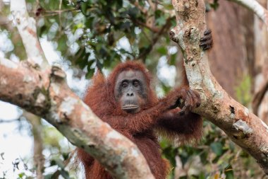 Dişi Borneo Orangutan Pongo pigmaeus 