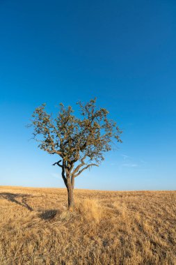Yalnız Ağaç Toskana Tepeleri