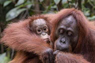 Borneo Orangutan Pongo pigmaeus dişi ve genç