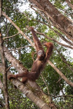 Borneo Orangutan Pongo pigmaeus