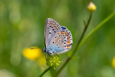 ortak mavi polyommatus icarus