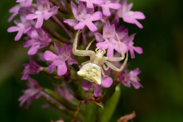 ピンククラブスパイダー Thomisus Onustus — ストック写真