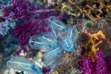 Bluestriped ampul Tunicate Clavelina dellavallei