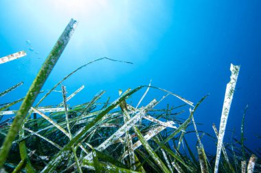 Neptün Çimi Posidonia Okyanusu