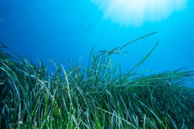 Neptün Çimi Posidonia Okyanusu