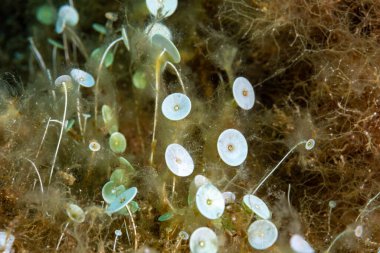 Tek hücreli alg Asetabularia asetabulum