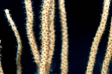 Sarı deniz kırbacı Eunicella cavolini.