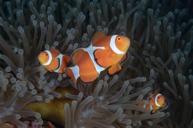 Batı Amphiprion Oktellaris