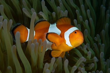 Batı Amphiprion Oktellaris