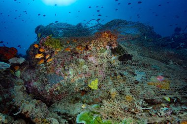 Terk edilmiş balık takımları Filipinler hayalet ağları
