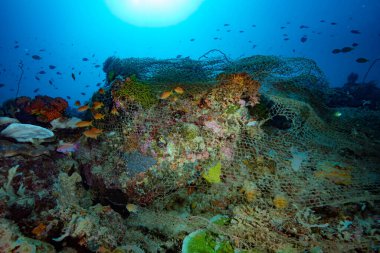 Terk edilmiş balık takımları Filipinler hayalet ağları