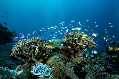 tropikal mercan resif sualtı