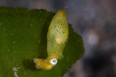 Cüce Ahtapot Ahmaklar Ailesi Aptalgiller