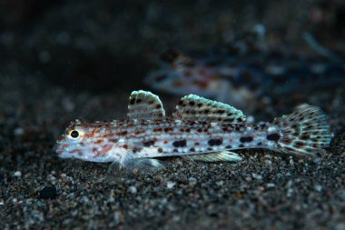 Madalyalı Kum-Goby Istigobius dekorasyonu
