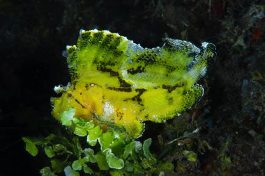 Yaprak Akrep Balığı Taenianotus triacanthus