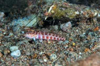 Lyre-Tail Balık Parapercis schauinslandii