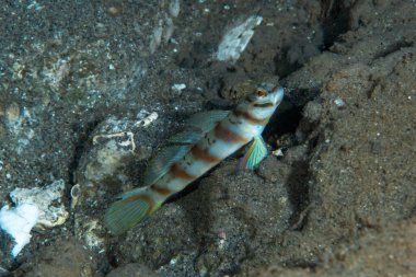 Çapraz Karides-Goby Amblyeleotris köşegeni