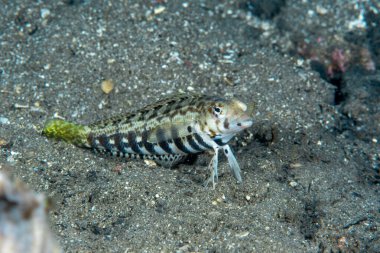 Keskinburun Sandperch Parapercis silindiri