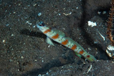 Tanımlanamayan Karides Goby Dauin Filipinleri