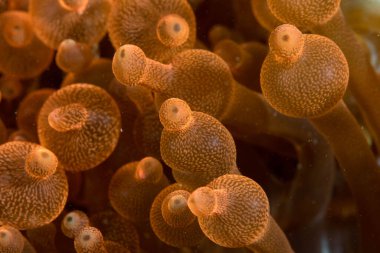 Kabarcık Denizi Anemone Entacmaea dört renkli