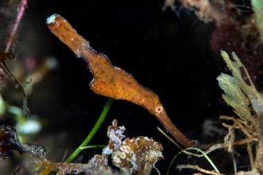 Sağlam Hayalet Boru Balığı Solenostomus siyanopterus