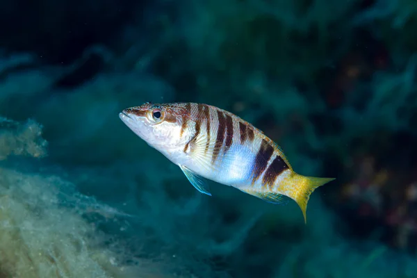 Comber Pintado Serranus Scriba —  Fotos de Stock