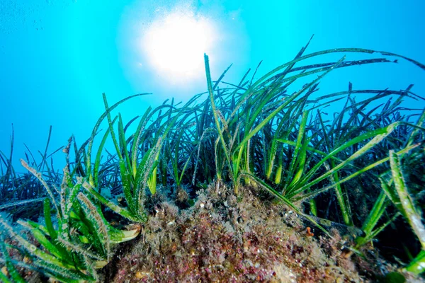 Neptune Grass Posidonia Oceanica — Stock Photo, Image