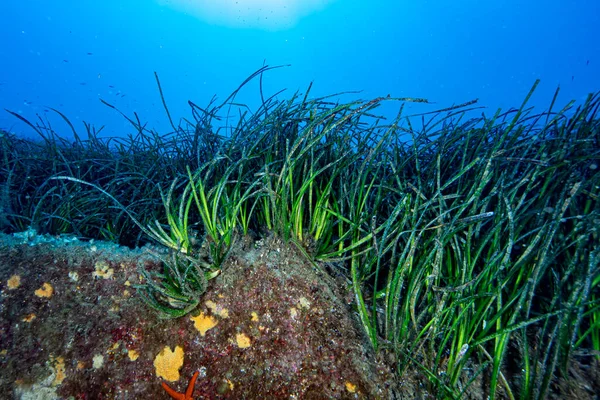 Neptune Grass Posidonia Oceanica — Stock Photo, Image