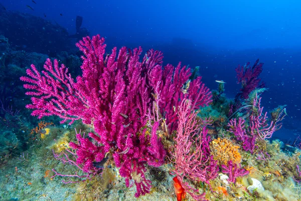 Violescent Sea Whip Paramuricea Clavata — Stock Photo, Image