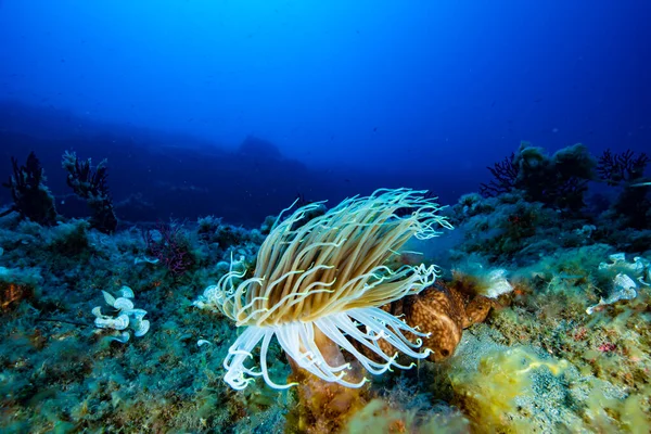 Tube Anemone Cerianthus Membranaceus — Stock Photo, Image