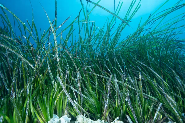 Ποσειδώνας Χόρτο Posidonia Oceanica — Φωτογραφία Αρχείου