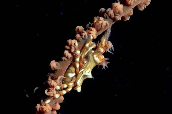 Whip Coral Crab Xenocarcinus Tuberculatus — Stockfoto