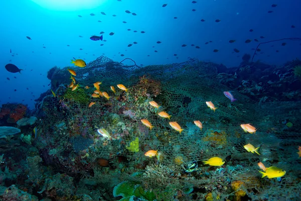 Tropical Coral Reef Underwater — Stock Photo, Image