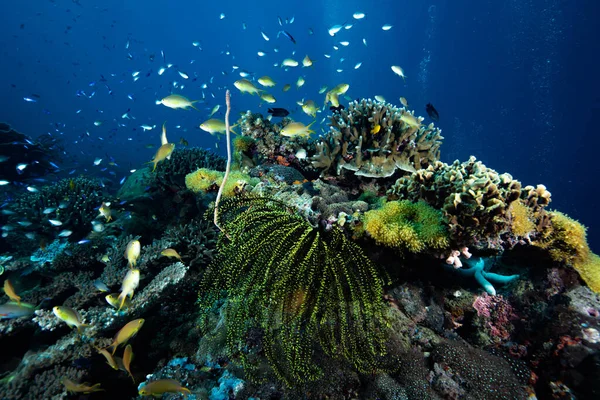 Tropical Coral Reef Underwater — Stock Photo, Image