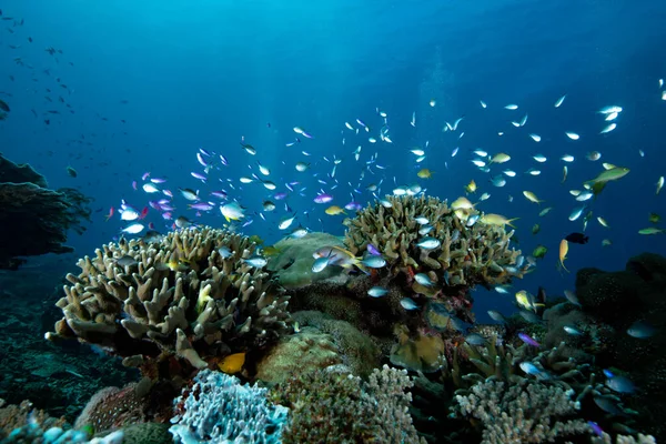 Tropical Coral Reef Underwater — Stock Photo, Image