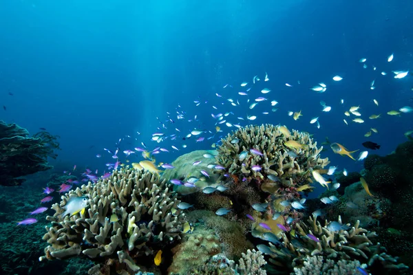 Tropical Coral Reef Underwater — Stock Photo, Image