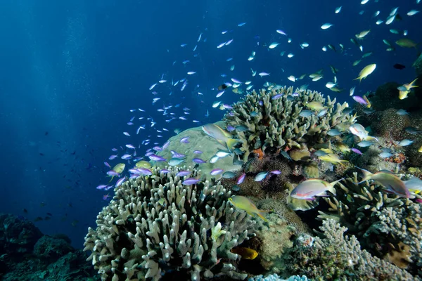 Tropical Coral Reef Underwater — Stock Photo, Image