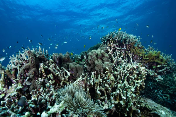 Tropical Coral Reef Underwater — Stock Photo, Image