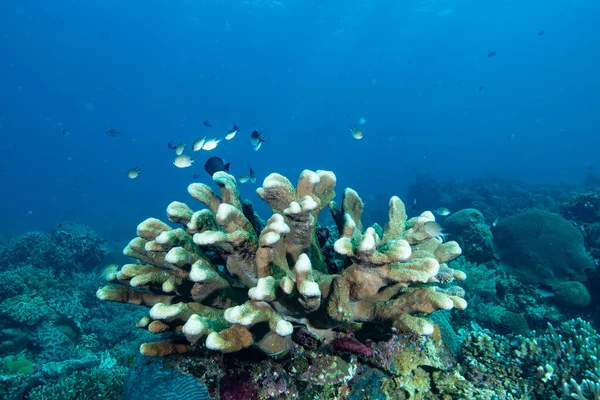 Hard Coral Isopora Palifera — Stock Photo, Image