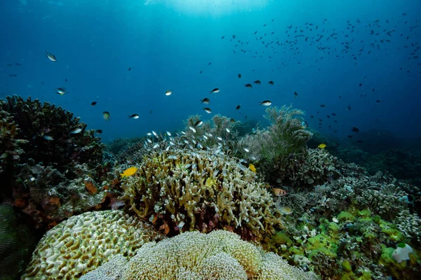 Tropical Coral Reef Underwater — Stock Photo, Image