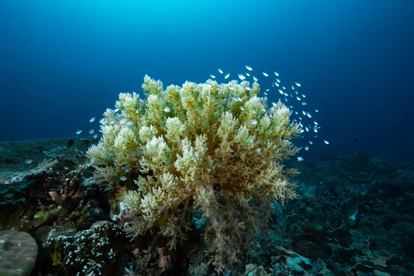 Branching Soft Coral Genus Litophyton — Stock Photo, Image