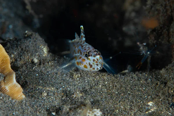 Unidentified Fusigobius Dauin Philippines — Stock Photo, Image