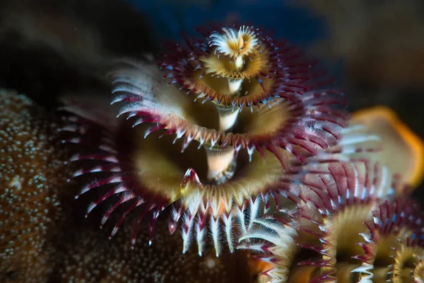 Verme Dell Albero Natale Spirobranchus Giganteus — Foto Stock