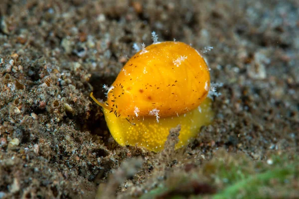 Zigzag Cowry Palmadusta ziczac
