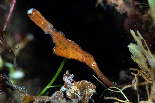 Robuster Geisterpfeifenfisch Solenostomus Cyanopterus — Stockfoto